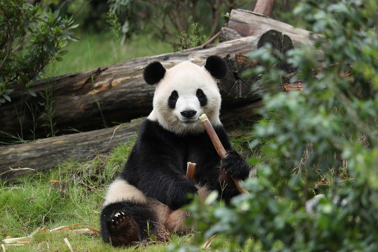 Giant panda Fu Shuang eating bamboo at Zoo Atlanta