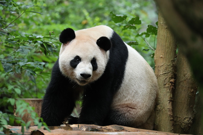Giant panda Ping Ping walking through her habitat at Zoo Atlanta